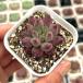  суккулентное растение ekebe задний Cherry 7.5cm pot рассада 