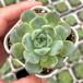  суккулентное растение ekebe задний лиловый разделение z7.5cm pot рассада 