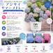�y���X�_�ꐶ�Y�zPW�V�����u �A�W�T�C �T�}�[���h���[ �y�[���V���{�� 15cm�|�b�g�c�i��c�j -30�x�܂�OK�I �֘A�摜1