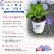 �y���X�_�ꐶ�Y�zPW�V�����u �A�W�T�C �T�}�[���h���[ �y�[���V���{�� 15cm�|�b�g�c�i��c�j -30�x�܂�OK�I �֘A�摜2