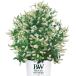 [ наш магазин сельское хозяйство место производство ]PWshu Rav itea snow fiz15cm pot рассада (. рассада ) -25 раз до OK!
