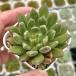  суккулентное растение ekebe задний re карниз 7.5cm pot рассада 