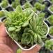  суккулентное растение ekebe задний красный s one 7.5cm pot рассада 