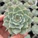  суккулентное растение ekebe задний ведро gifei7.5cm pot рассада 
