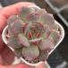  суккулентное растение ekebe задний красный янтарь 7.5cm pot рассада 