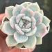  суккулентное растение ekebe задний orange Monroe .7.5cm pot рассада 