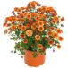[ наш магазин сельское хозяйство место производство ] сад mamare расческа a orange 9cm pot рассада выдерживающий холод . много год .