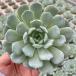 суккулентное растение ekebe задний лёд душа snow лицо 7.5cm pot рассада 