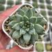  суккулентное растение ekebe задний кальмар rus7.5cm pot рассада 