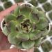  суккулентное растение ekebe задний черный 7.5cm pot рассада 