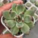  суккулентное растение ekebe задний чихуахуа ensis×agaboites Robin 7.5cm pot рассада 