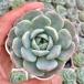  суккулентное растение ekebe задний гамбургер 7.5cm pot рассада 