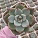 суккулентное растение ekebeli Aska i City 7.5cm pot рассада 