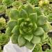  суккулентное растение ekebe задний голубой призрак 7.5cm pot рассада 