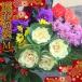 迎春 お正月 花飾り 生花 切り花 福袋 30本 特盛 ◆ 12/21〜12/30の間で日時指定OK 早割 ポイント10倍