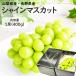  автомобиль in мускат Yamanashi префектура Nagano префектура производство несессер ..1.400g виноград вид нет фрукты фрукты . средний изначальный подарок на Bon Festival подарок [MR][ автомобиль in мускат 1.400g]