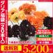 ダリア 生花 切り花 福袋 20本 ダリアが1本あたり260円!
