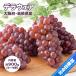 [ предварительный заказ ] День отца подарок Osaka Shimane tela одежда 900g 6~9. виноград виноград .. сообщение карта подарок .... san праздник [ День отца tela одежда ] [MN]
