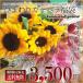 【送料無料】ひまわり(ヒマワリ/向日葵)20本とガーベラ30本!合計50本の期間限定スペシャル「初夏のメガ盛り福袋」