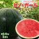  Yamagata префектура производство др. маленький шар ... Pinot девушка черный 1 шар 2.5kg степень 1 шар арбуз запад . подарок подарок на Bon Festival ... праздник [BO][ Pinot девушка черный 1 шар входить ]