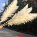  сухой цветок материалы для цветочной композиции белый большой tail Lead хлеб Pas стакан . хлеб Pas серия swag букет нежный цветок хлеб Pas интерьер орнамент 