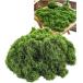  человеческий труд мох 100g бонсай поддельный moss green растение в горшке сад искусственный цветок декоративное растение модель geo лама ( зеленый )