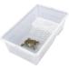  черепаха аквариум черепаха черепаха. аквариум ta-toru box разведение мера . топорик ... солнечный свет . садок для разведения ( белый, 25x17x11cm)