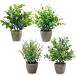  искусственная зелень настольный Mini 4 позиций комплект камень глаз style pot декоративное растение полив не необходимо интерьер ( зеленый )