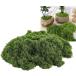  человеческий труд мох 100g бонсай кокэдама поддельный Moss коробка двор . искусственный цветок стена поверхность оборудование орнамент модель geo лама ( moss green, 100g)