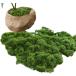  искусственная зелень мох бонсай поддельный Moss человеческий труд мох террариум фотокаталитический настоящий модный искусственный цветок ( зеленый, 100g)