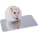  хомяк мелкие животные .... plate . чувство aluminium прохладный коврик ... охлаждающий коврик . средний . меры ( серебряный, M)