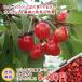  вишня Sato . роза ..800g Special превосходящий товар (L размер и больше )[ бесплатная доставка (* Okinawa префектура к доставка в случае доставка отдельно .800 иен требуется )][ прохладный рейс доставка ]