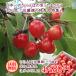  вишня Sato . роза ..500g Special превосходящий товар (L размер и больше )[ бесплатная доставка (* Okinawa префектура к доставка в случае доставка отдельно .800 иен требуется )][ прохладный рейс доставка ]