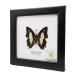  amount entering insect specimen butterfly common *nawabCommon Nawab (Polyura atbamas)