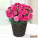 [ День матери производство прямой цветок растение в горшке ] цветок кий pito[ дата указание возможно ]... подарок День матери гвоздика. растение в горшке ( розовый )