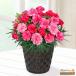 [ День матери производство прямой цветок растение в горшке ] цветок кий pito[ дата указание возможно ]... подарок День матери цвет изменение гвоздика. растение в горшке ( розовый )