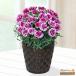 [ День матери производство прямой цветок растение в горшке ] цветок кий pito[ дата указание возможно ]... подарок День матери . цвет гвоздика. растение в горшке ( фиолетовый )
