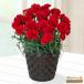 [ День матери производство прямой цветок растение в горшке ] цветок кий pito[ дата указание возможно ]... подарок День матери гвоздика. растение в горшке ( красный )