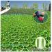  lawn grass raw protection material ( mat 519X519X15mm 20 sheets ) ( fixation for foot A 80ps.@) three light company LG-06 loan Gardner ( parking place *. garden * park * golf course )