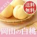 2026 подарок на Bon Festival подарок Okayama белый персик средний шар 3 шар ввод примерно 800g.. для превосходящий товар персик . средний изначальный .. подарок ... праздник .. фрукты .. было использовано фрукты * товар вид указание не возможно 