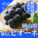 2025 подарок Okayama префектура производство pio-ne.. для красный превосходящий товар 2kg (3~6.).. для . средний изначальный .. виноград виноград подарок ... праздник .. фрукты фрукты 