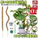 �Ȃ����� �R�R�X�e�B�b�N 80cm 2�{ �Z�b�g �R�R�i�b�c�x�� �����X�e���x�� �ϗt�A�� �����X�e�� �x�� ���|�x�� �A�� �K�[�f�j���O�p ���X�|�[�� ���|�p�i