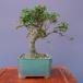 ( АО ) один .. крепдешин число . shohin bonsai |..20 год сосна Тунберга . лист сосна подлинный Kashiwa клен слива Rhododendron indicum дзельква растение орхидея горшок . цветок праздник 