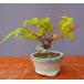 ( АО ) один .. гора клен shohin bonsai |..8 год сосна Тунберга . лист сосна подлинный Kashiwa клен слива Rhododendron indicum дзельква растение орхидея горшок . цветок праздник подарок 