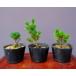 ( АО ) один ..... лист сосна 3 шт. комплект shohin bonsai |..4 год 