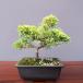 ( АО ) один .. желтый золотой подлинный Kashiwa shohin bonsai |..6 год 