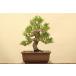 ( АО ) один .. сосна Тунберга shohin bonsai |..15 год 