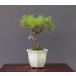( АО ) один .. красный сосна shohin bonsai |..10 год 