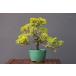 ( АО ) один .. желтый золотой подлинный Kashiwa shohin bonsai |..10 год 