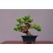 ( АО ) один .. нить рыба река подлинный Kashiwa shohin bonsai |..15 год 